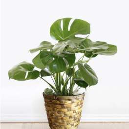 8" Monstera Plant