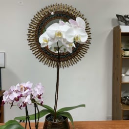 Two potted orchid plants with white and pink blooms on a table