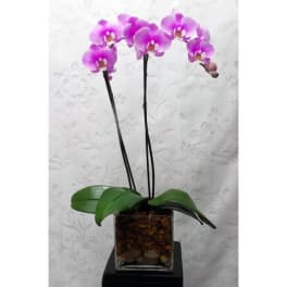 Purple orchid plant in a square glass vase with bark chips