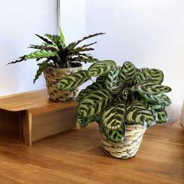 6" Calathea Plant