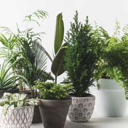 Assorted potted houseplants in decorative containers