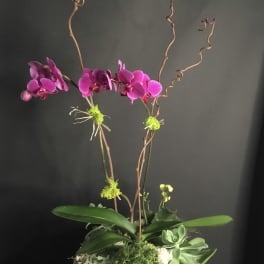 Pink orchids in a low planter with succulents and curly branches