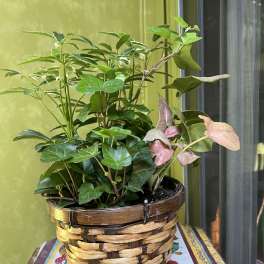 6" Wicker Planter