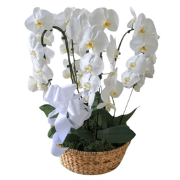 White orchid plant in a woven basket with a white ribbon