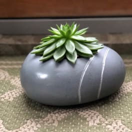 Succulent arrangement in a gray stone container