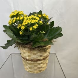 Yellow flowering plant in a woven basket planter