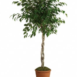 Potted braided ficus tree in a terracotta pot