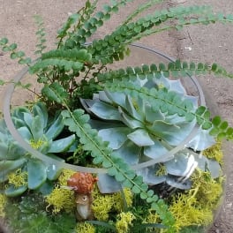 Glass bowl terrarium with succulents and fern fronds