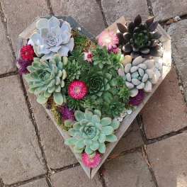 Heart-shaped succulent arrangement with pink accent flowers