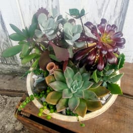 Succulent arrangement in a shallow round planter with mixed rosettes and trailing beads.