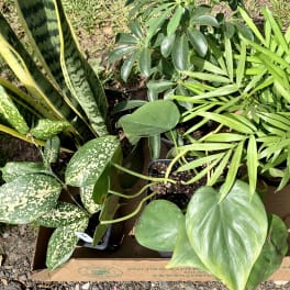 Assorted potted houseplants in a cardboard box outdoors