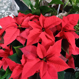 Red poinsettia plant with dark green leaves