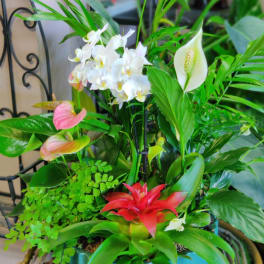 Tropical plant arrangement with white orchids, pink anthuriums, and a red bromeliad in a teal pot