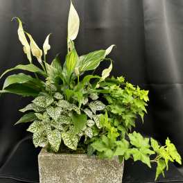 Potted arrangement with white peace lilies and mixed green foliage in a rectangular planter