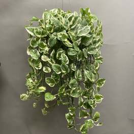 Trailing variegated green-and-white hanging plant