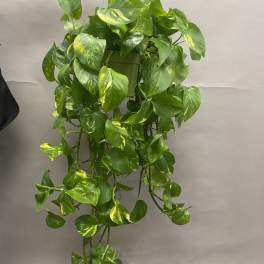 Trailing pothos plant in a hanging pot with green and yellow variegated leaves