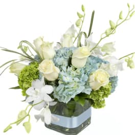 Baby Blue Blooms