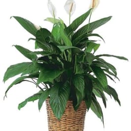 Plants 5
