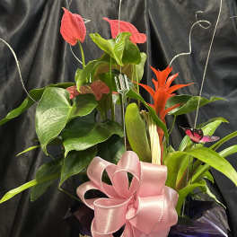 Tropical plant arrangement in a wicker basket with pink ribbon
