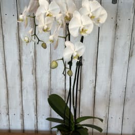 White orchid plant in a square white pot