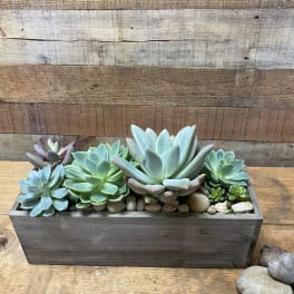 Succulent arrangement in a rectangular wooden planter with decorative stones
