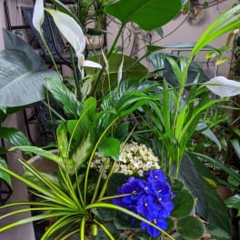 Mixed potted plants with white peace lilies and blue violets