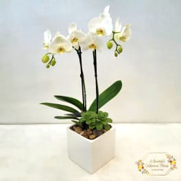White orchid plant in a square white pot with pebbles
