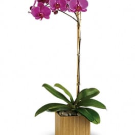 Potted orchid with purple blooms in a square wooden planter