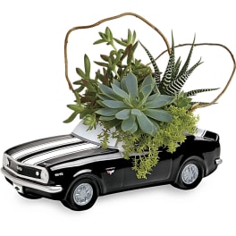 Succulent arrangement in a black car-shaped planter