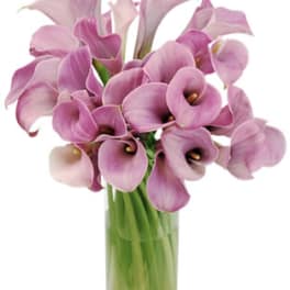 Pink calla lilies arranged in a clear glass vase
