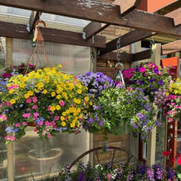 Blooming Hanging Baskets