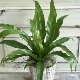 Potted green fern-like plant in a textured silver container