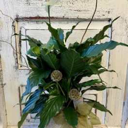 White calla lily arrangement with lush green foliage in a wooden box