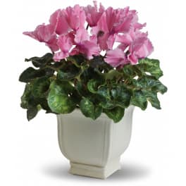 Sunny Cyclamen