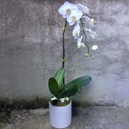 Tall white phalaenopsis orchid plant with arching blooms in a simple white pot