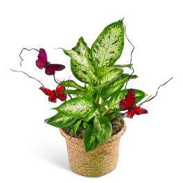 Potted variegated houseplant in a woven basket with decorative butterflies