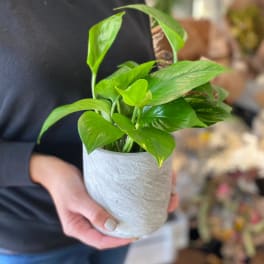 Small potted green houseplant in a textured white pot