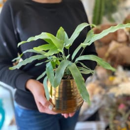 Potted green fern in a gold metal container