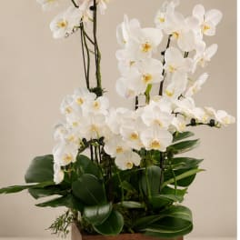 Elegant & Meaningful Orchids