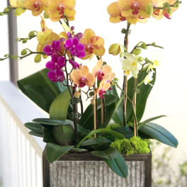 Bright Orchids