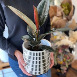 Potted rubber plant in a white patterned container