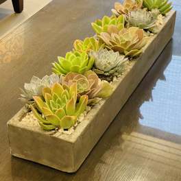 Rectangular planter filled with assorted succulents in a concrete container