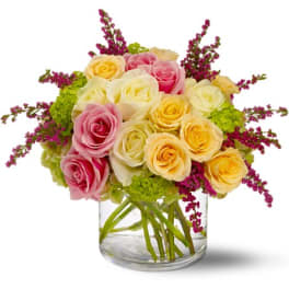 Enchanted Roses