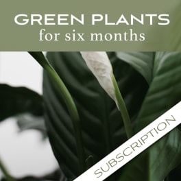 Close-up of a green plant with a white bloom and text overlay