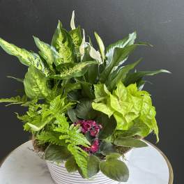 Mixed green houseplants in a white striped pot with small pink flowers