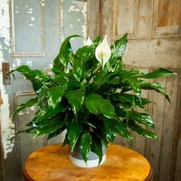 Potted peace lily with white blooms on a round table