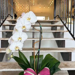 White orchid plant in a white pot with a pink ribbon bow