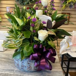10" Potted Dishgarden Accented with White Roses and Dove (pot color and bow will vary)