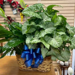 Large green houseplant arrangement in a woven basket with a blue ribbon