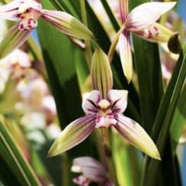 Close-up of striped orchid blooms among long green leaves